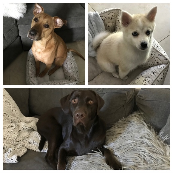 Meet your Posher, Alivia - Picture 4 of 5